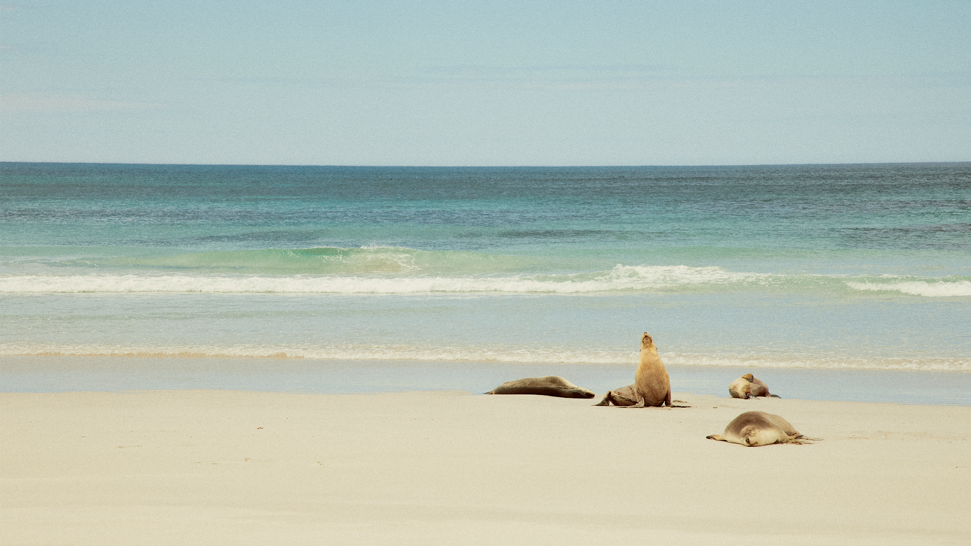 A small group of sealions lazing on the beach at Seal Bay Conservation Park