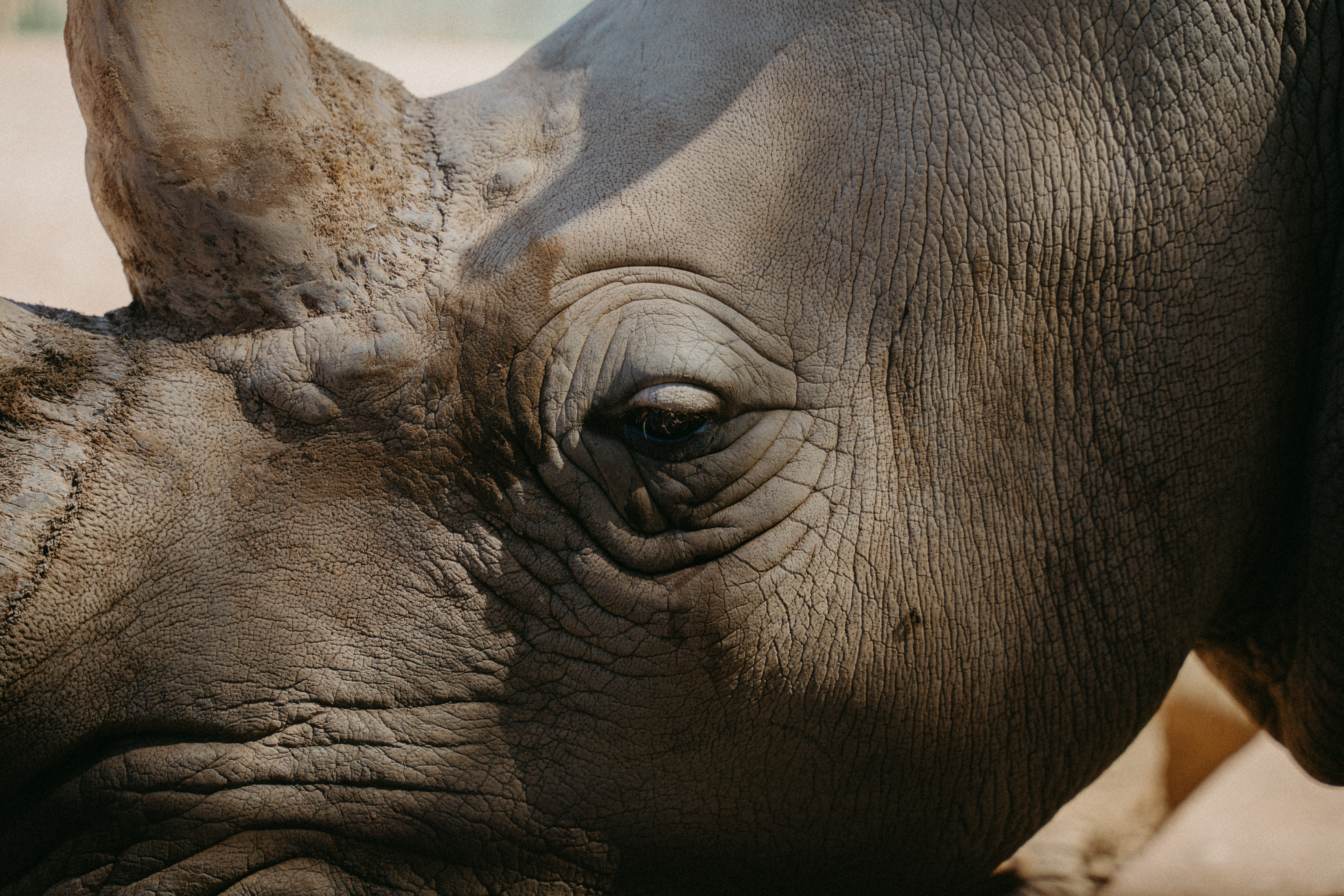 up close rhino at Monarto Safari