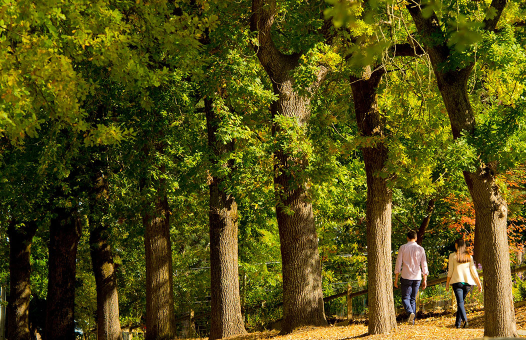 Two people walking under tall trees along a leafy Stirling street in the Adelaide Hills.