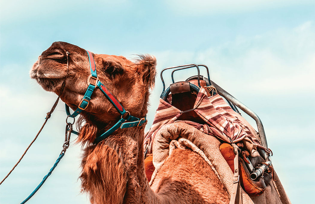 Things to do in Victor Harbor