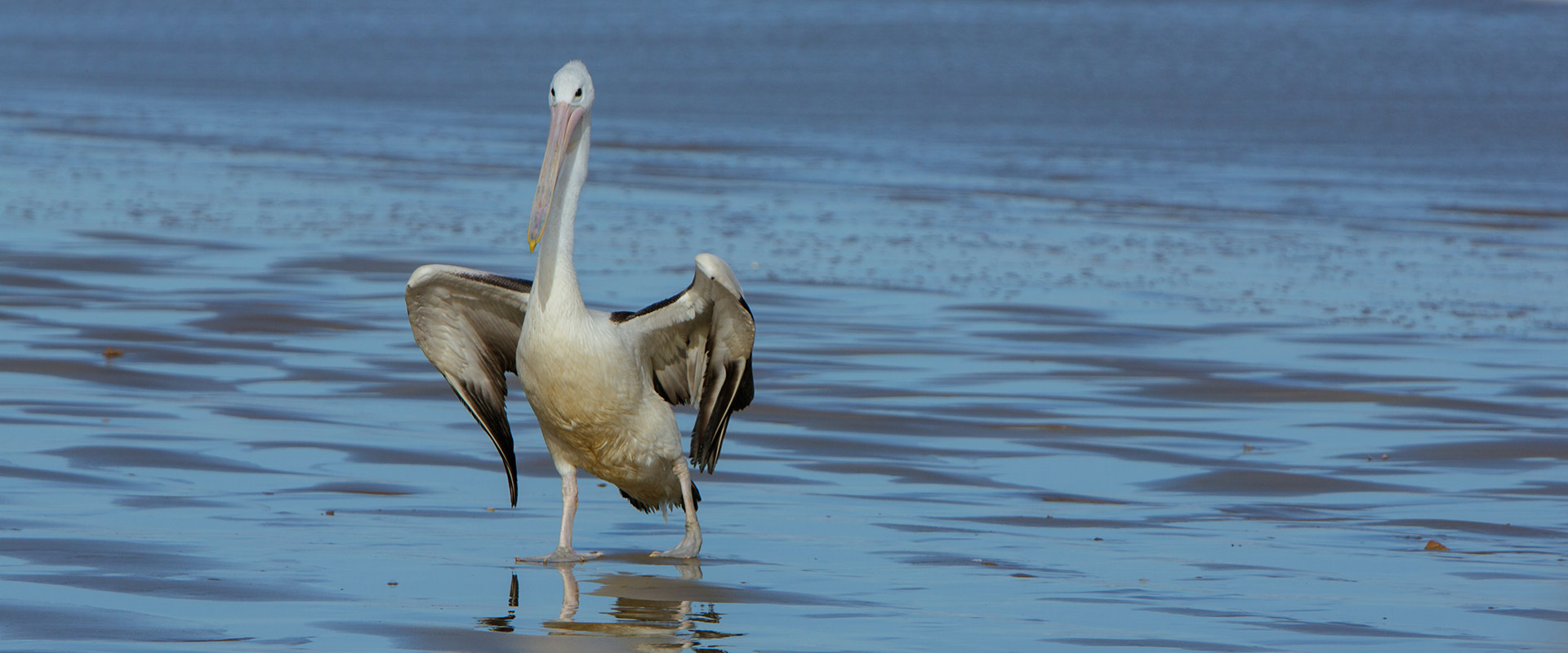 Pelican in Coorong National Park, Murray River, Lakes & Coorong