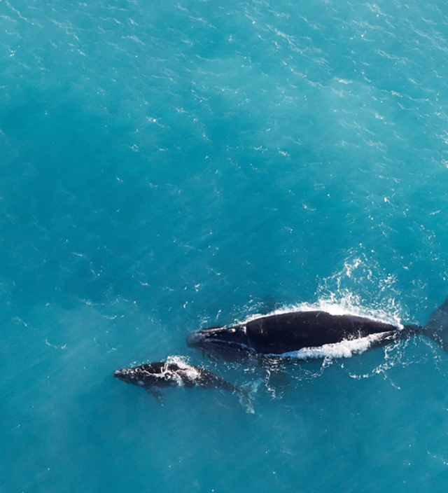 Best Spots For Whale Watching In South Australia