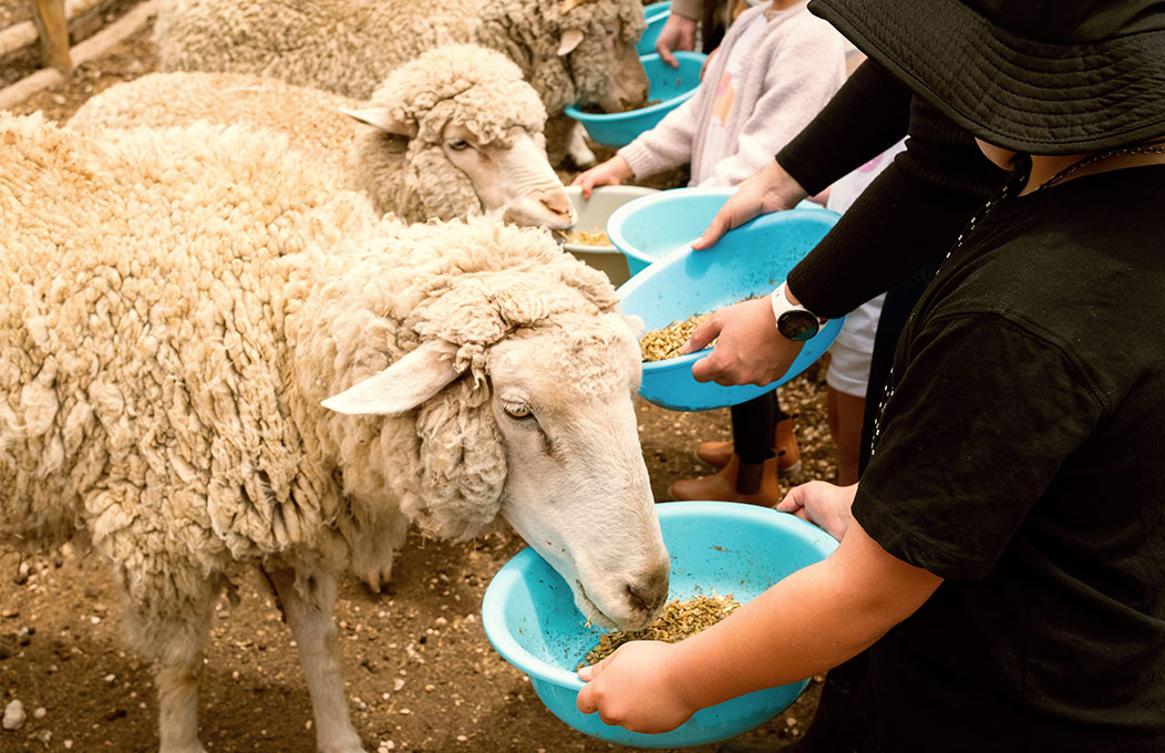Several sheep eating from blue feed bowls held by visitors at the Tarnasey farmyard, with more sheep visible in the background.