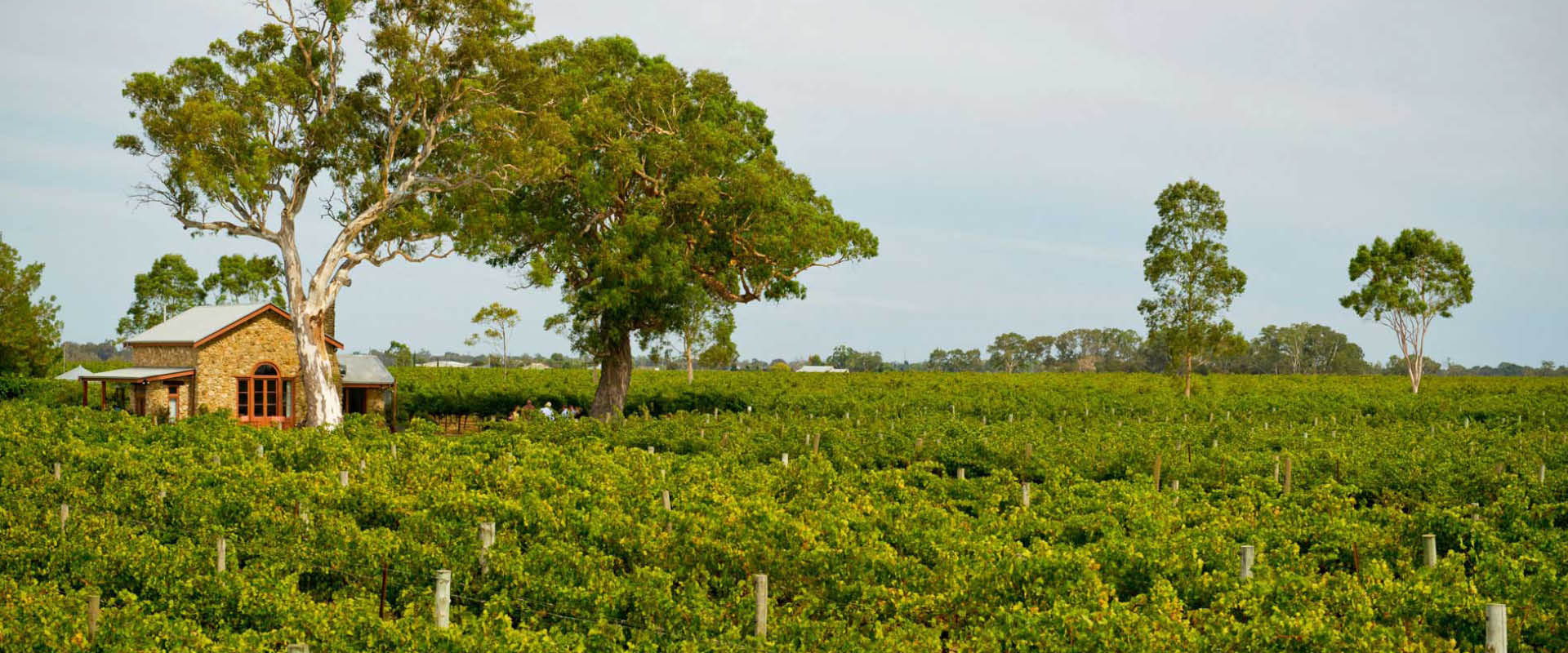 Coonawarra, Limestone Coast