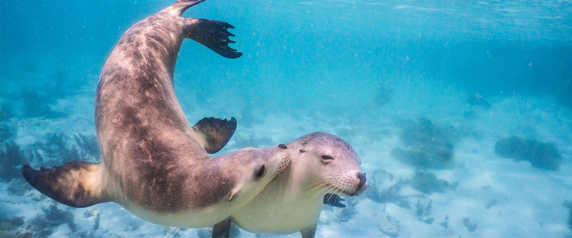 Seals Love Eyrepeninsula 1920X800