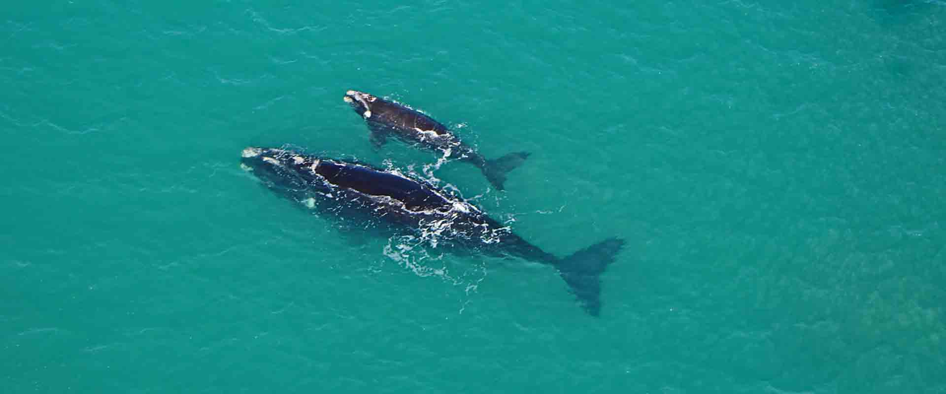  Ballenas Francas Australes, Península de Fleurieu