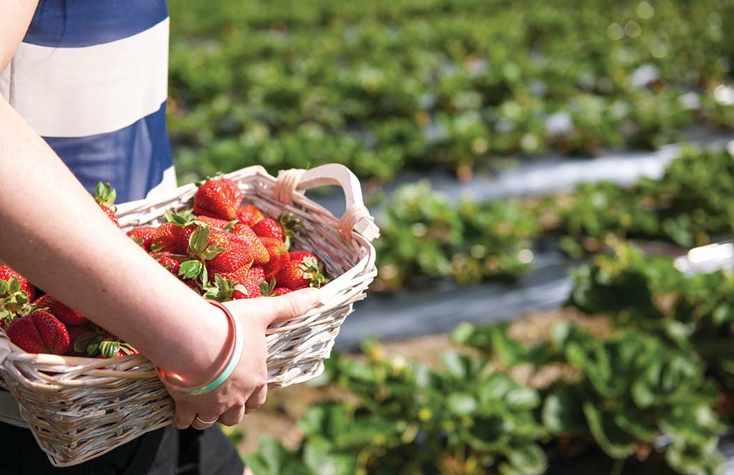 Tourist attractions in the Adelaide Hills