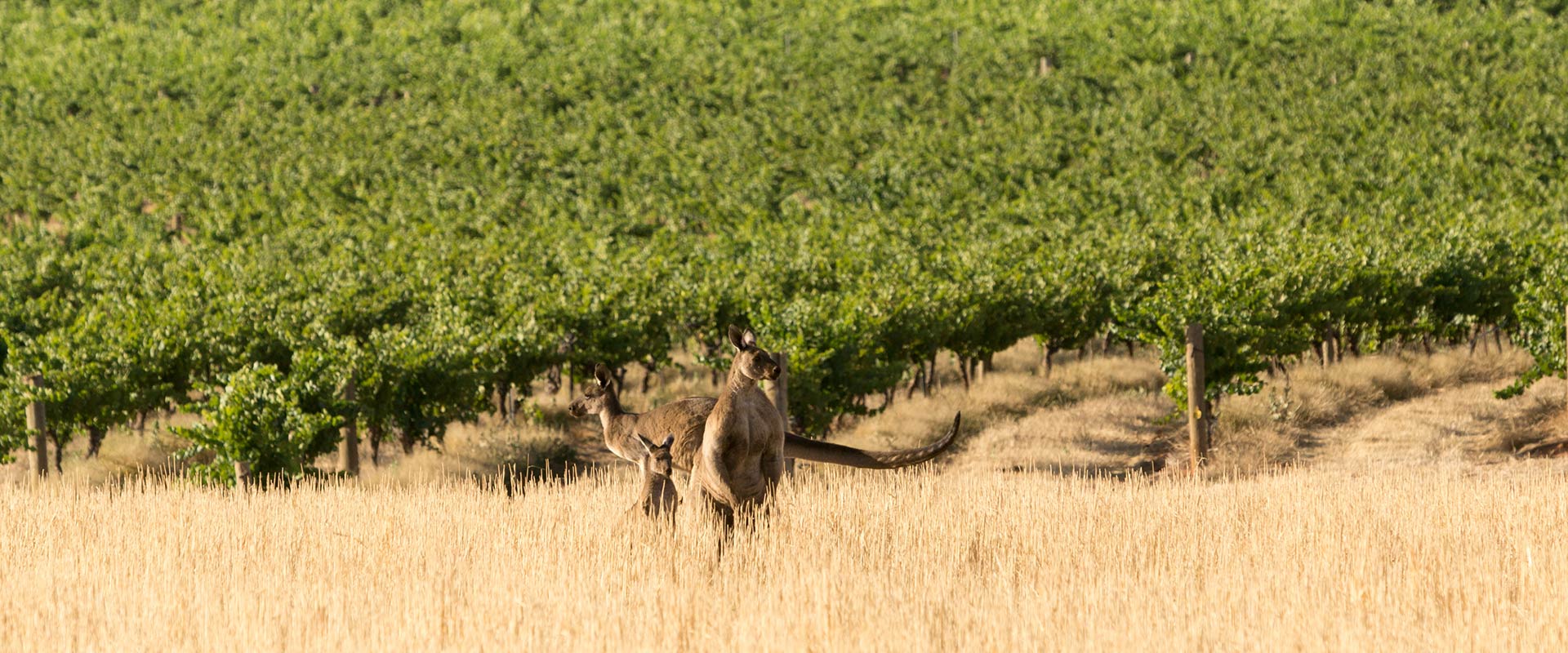 Visit Auburn | South Australia