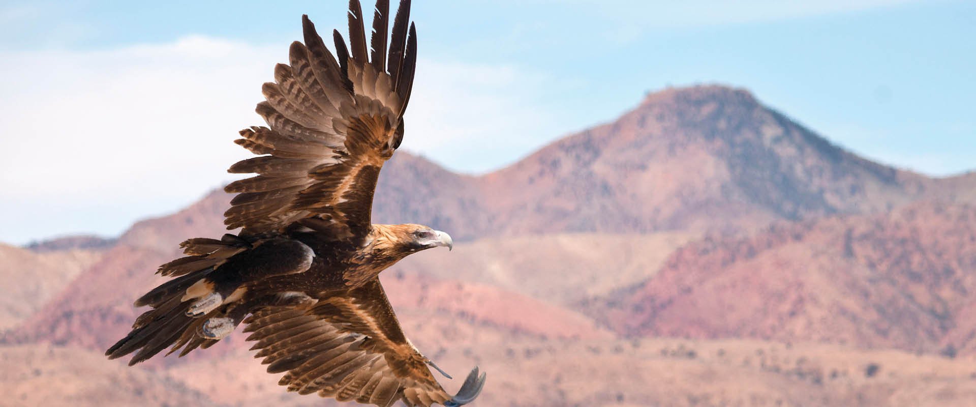 Wedge-tailed Eagle, Flinders Ranges and Outback
