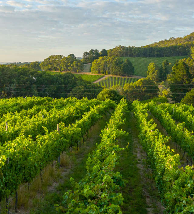 Our guide to the best Adelaide Hills wineries, pubs and cellar doors
