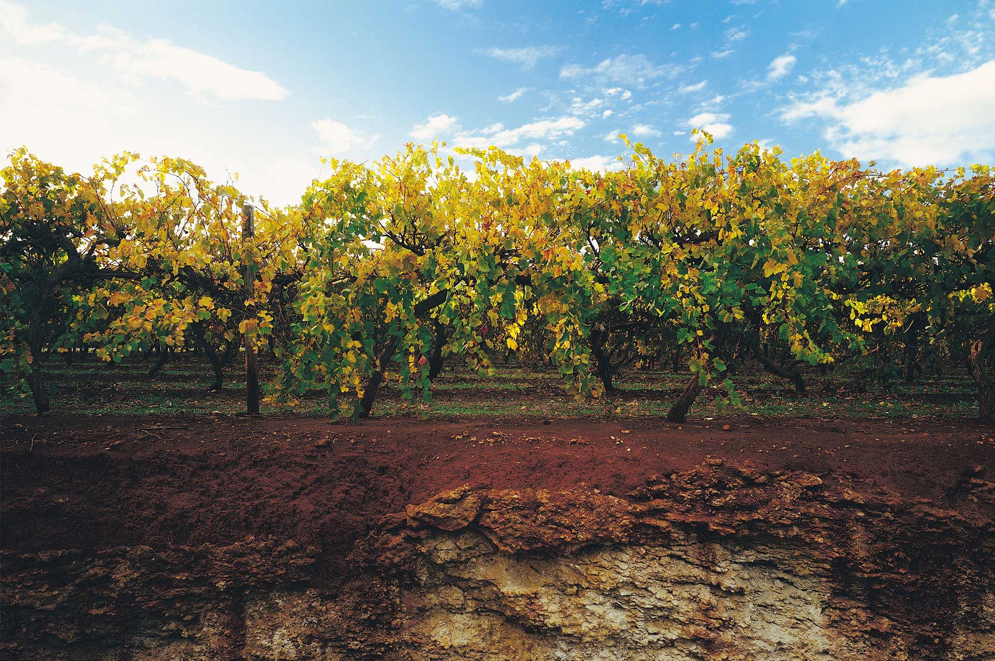 Coonawarravines Limestonecoast 2028X1347