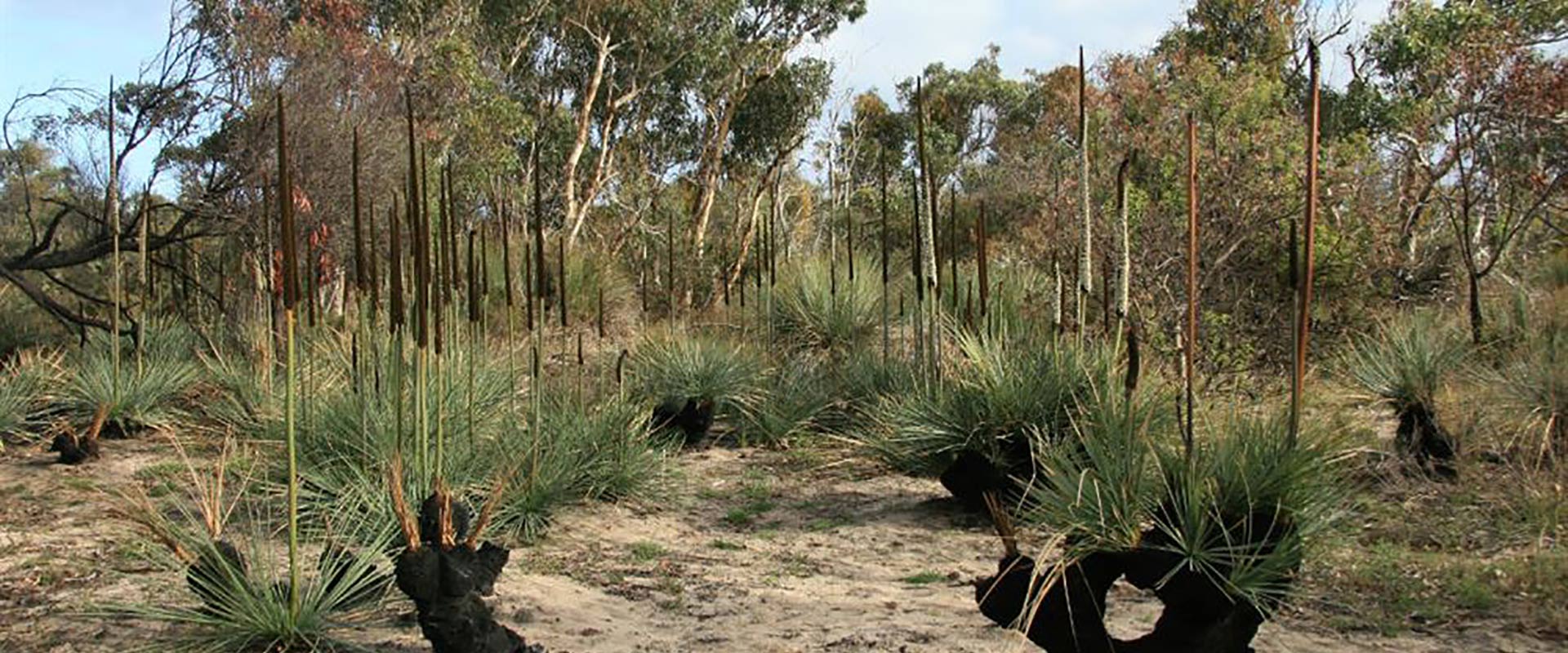 Aldinga Scrub Conservation Park, credit: Department for Environment and Water 