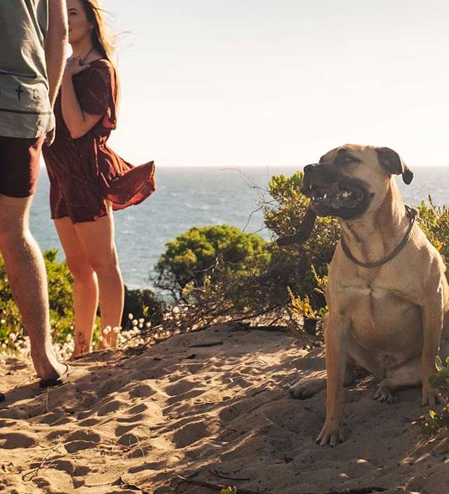 Dog friendly camping in South Australia