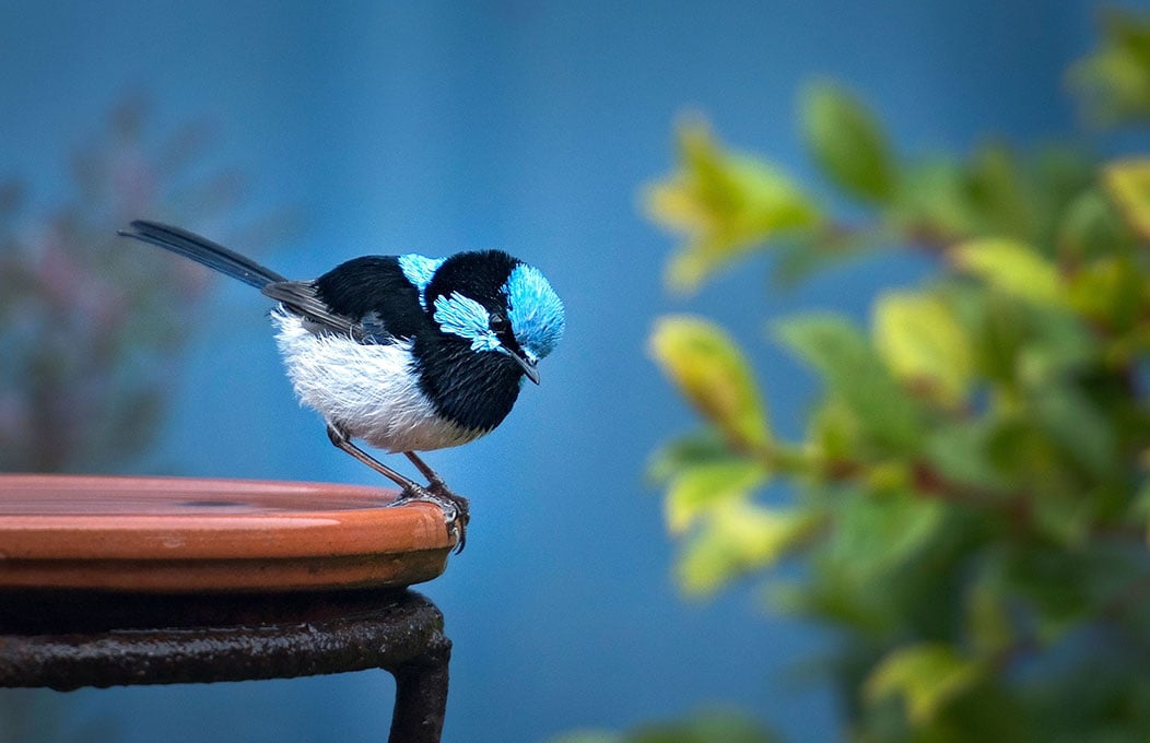 A blue Superb Fairy-Wren perches on a tray, with blue sky and plants behind it in the Adelaide Hills.