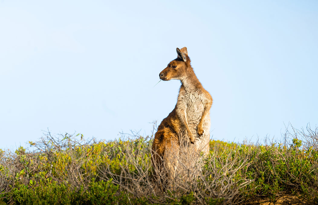 A kangaroo standing alert on a grassy hillside with sparse shrubs, set against a clear blue sky in Innes National Park.