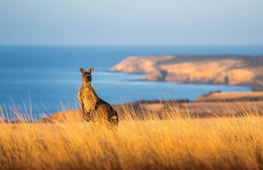 A kangaroo sits aloft a hill eating dried grass, whilst staring into the camera with the coastline a backdrop to enjoy