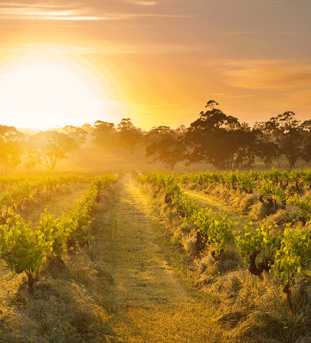 Best things to see and do in the Barossa