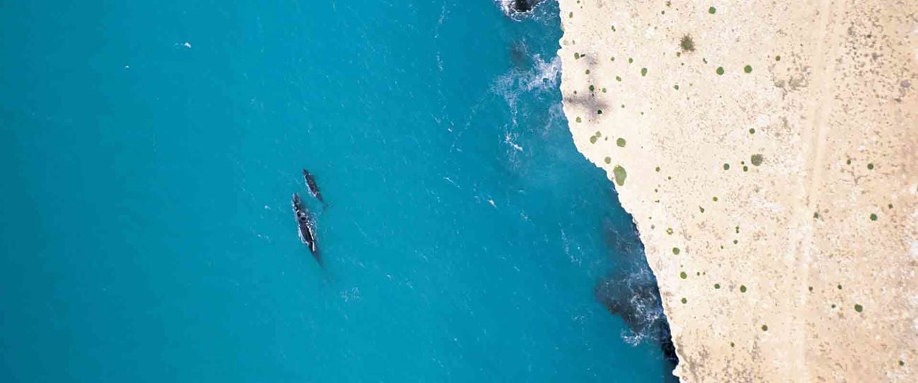 Southern Right Whales, Head of Bight