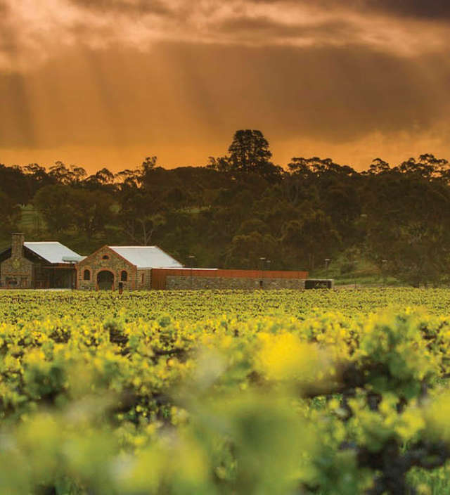 South Australia's best winery experiences