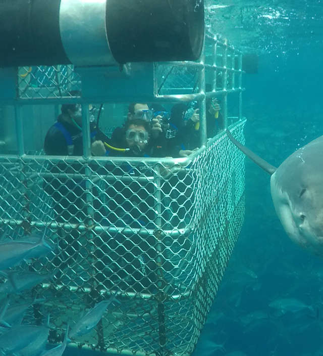 Calypso Shark Cage Diving