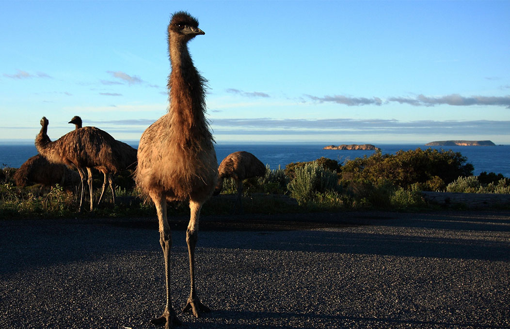 Group of emus standing on a coastal road with ocean and islands in the distance.