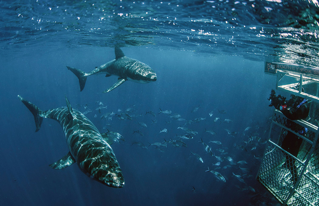 Cage diving with Great White Sharks