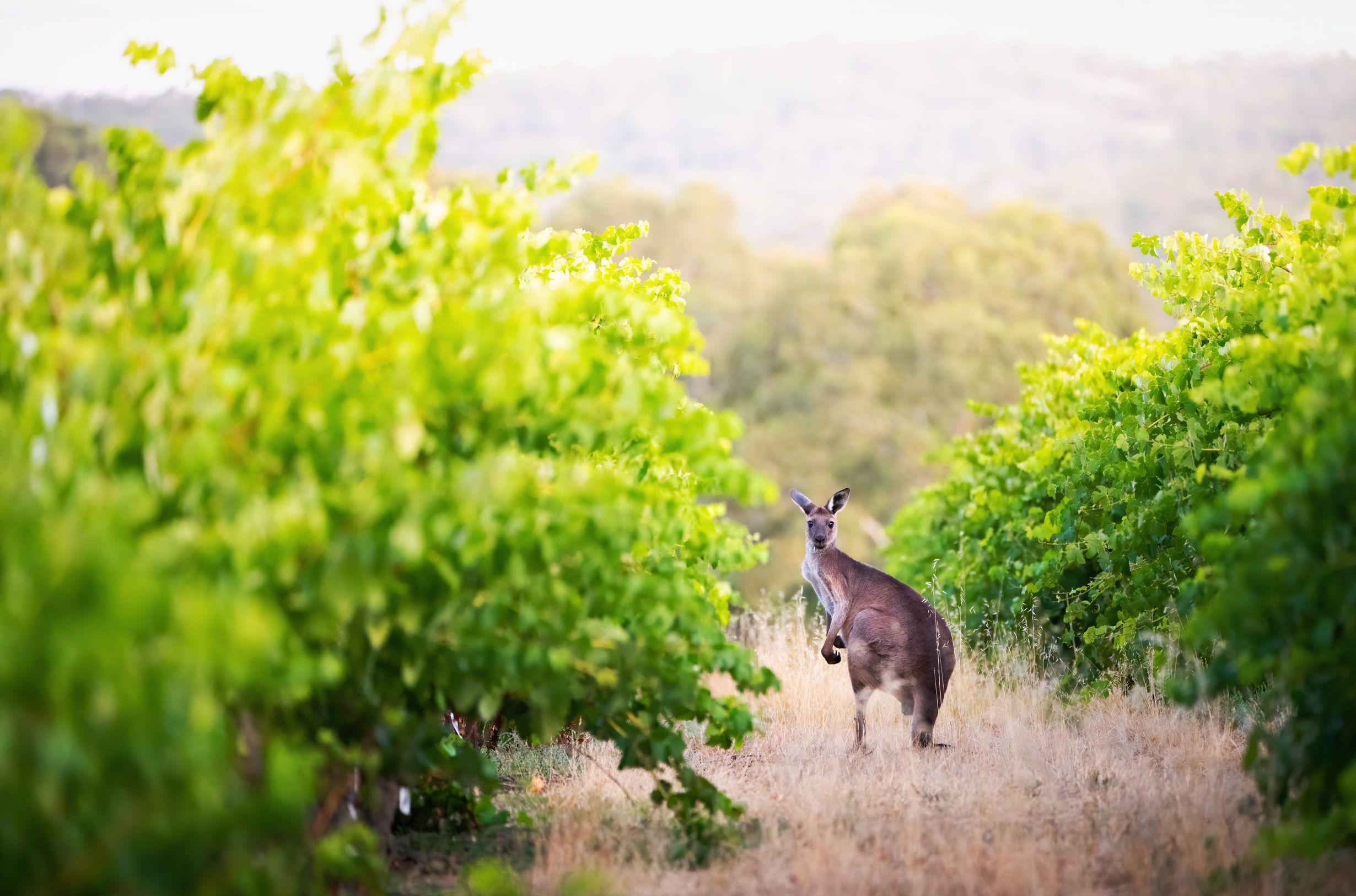 Adelaide, Barossa & Kangaroo Island