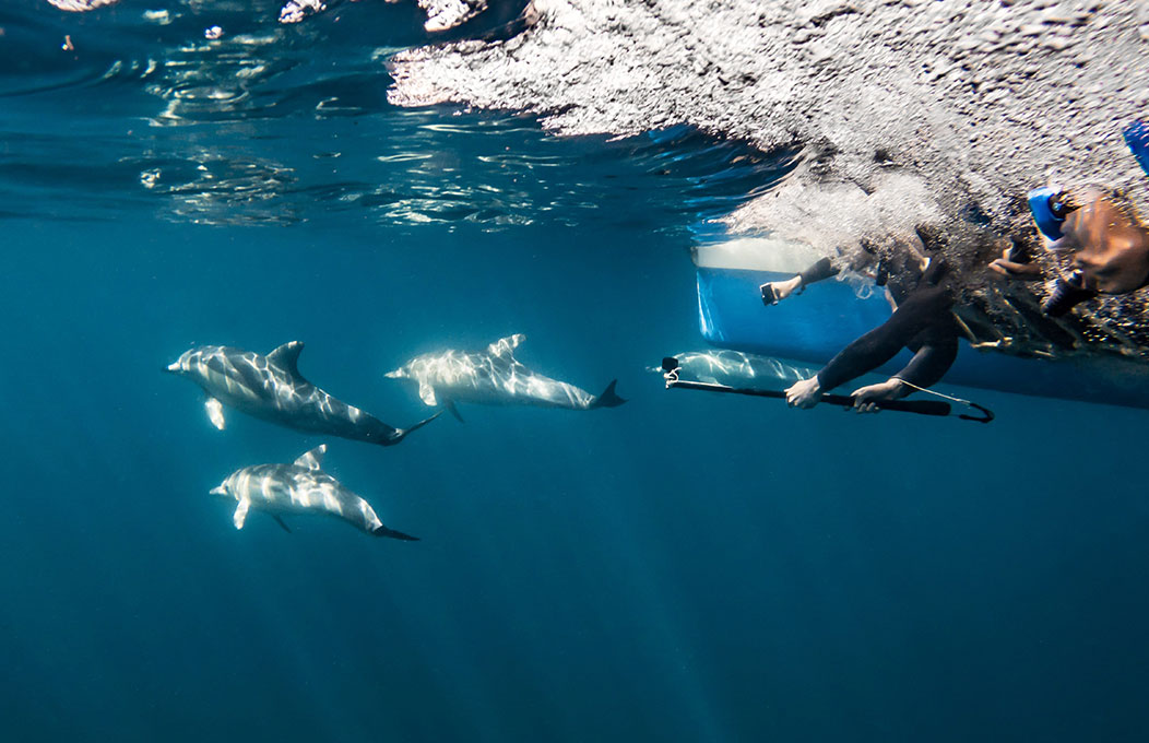 Snorkelers watch three dolphins swim away underwater during a Temptation Sailing tour 