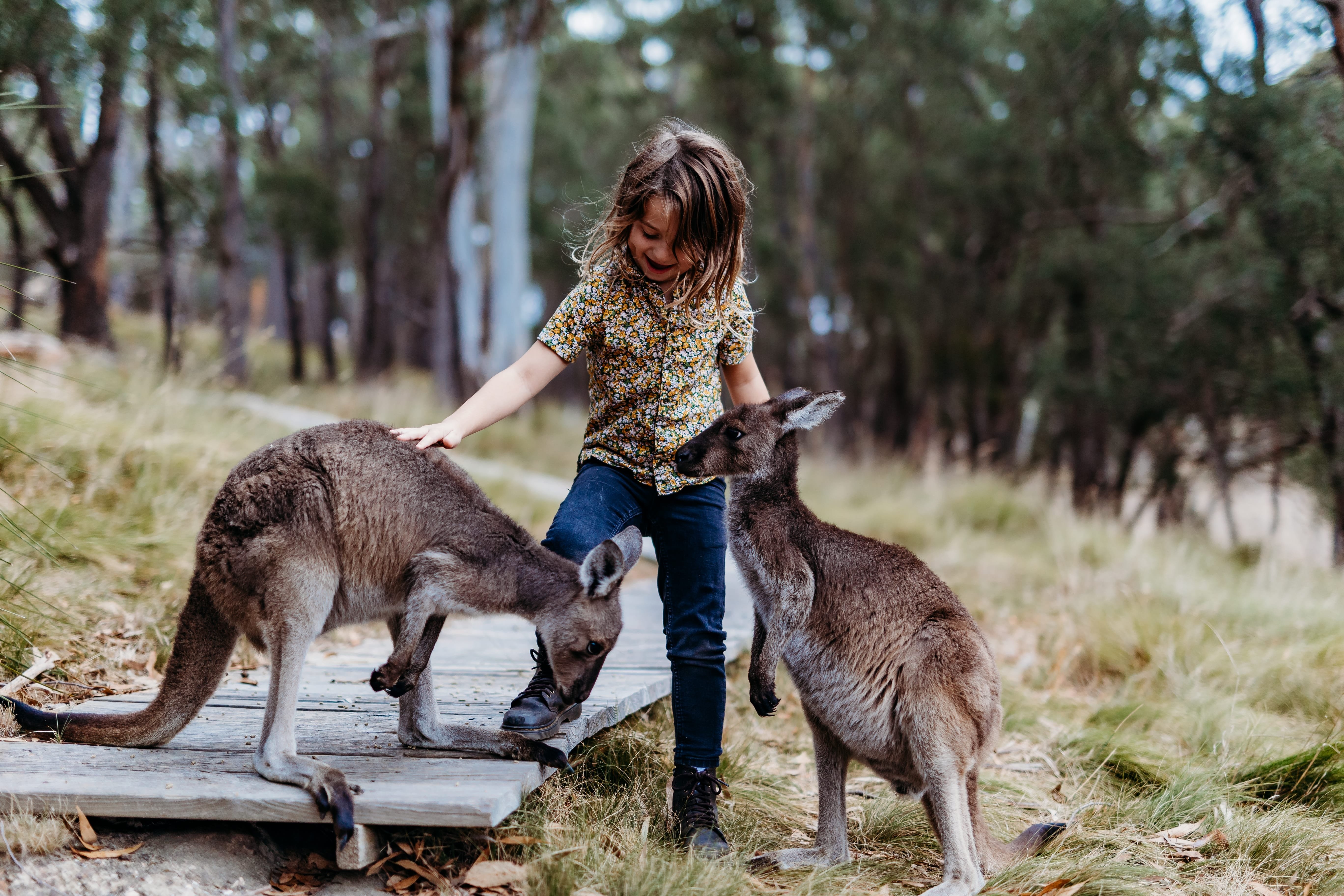 A child petting two kangaroos at a Farm in the Adelaide Hills