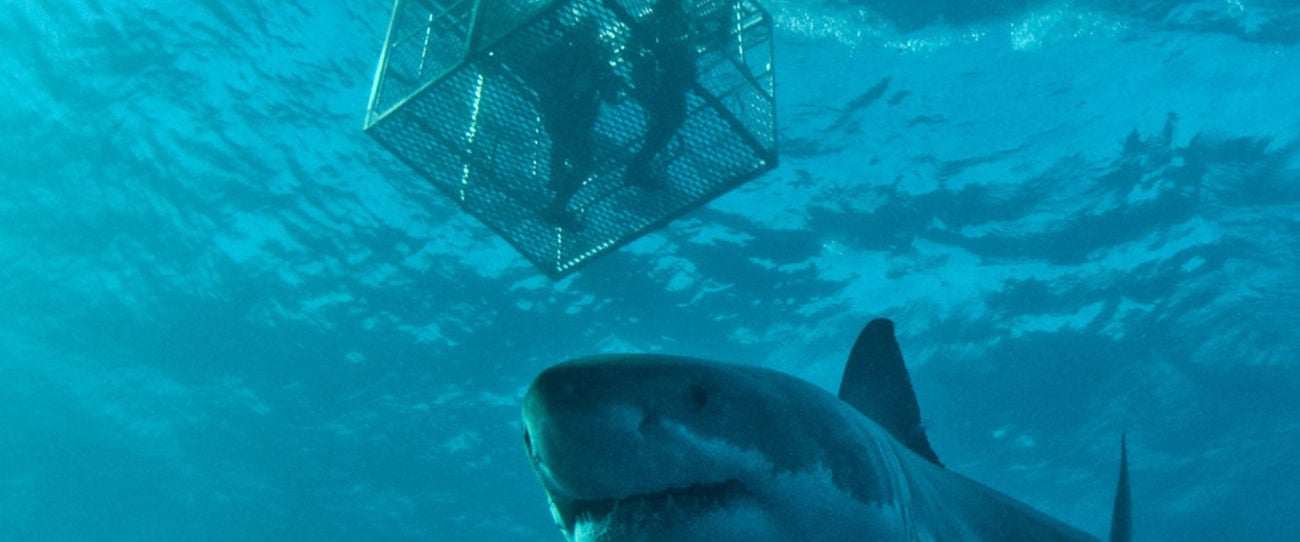 Shark Cage Diving