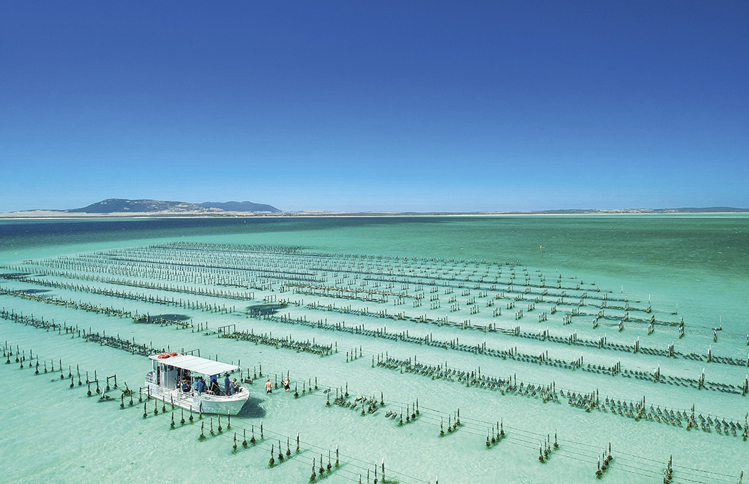 Pure Coffin Bay Oysters, Eyre Peninsula