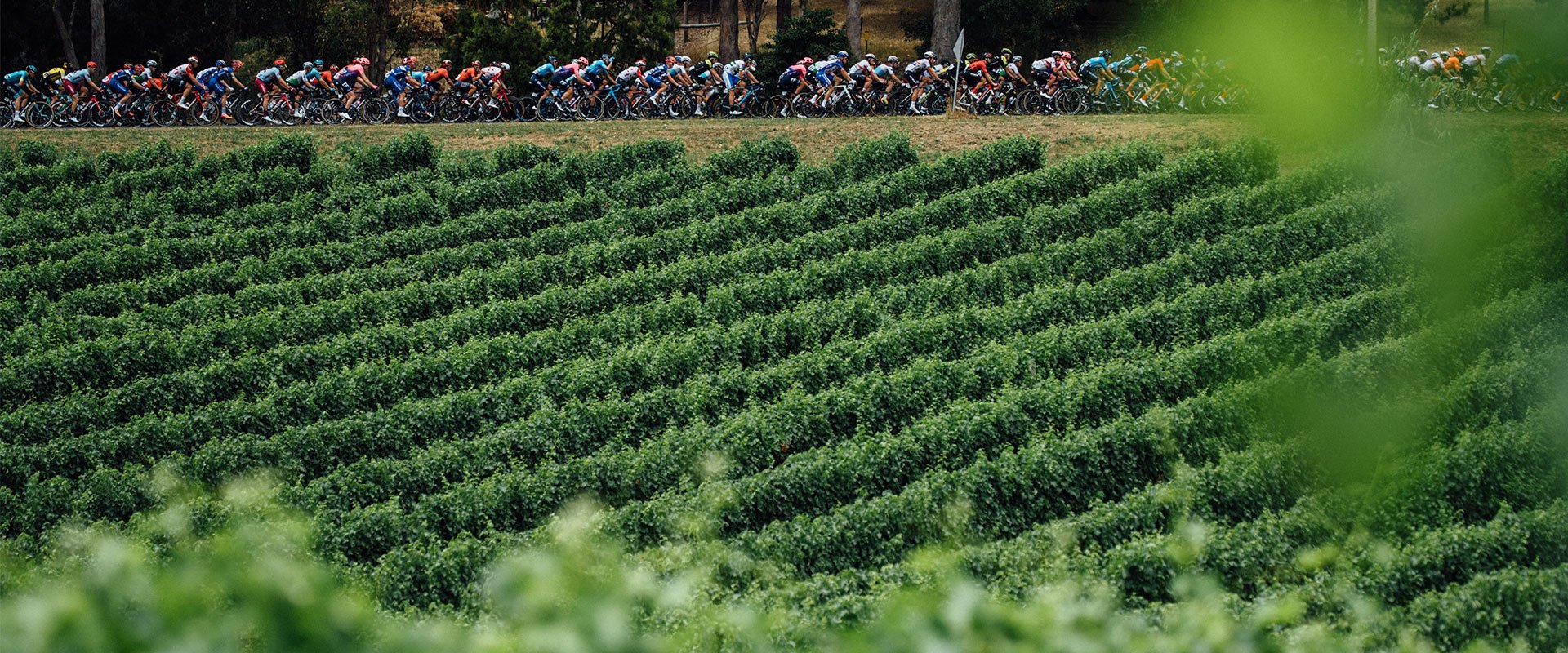 santos festival of cycling