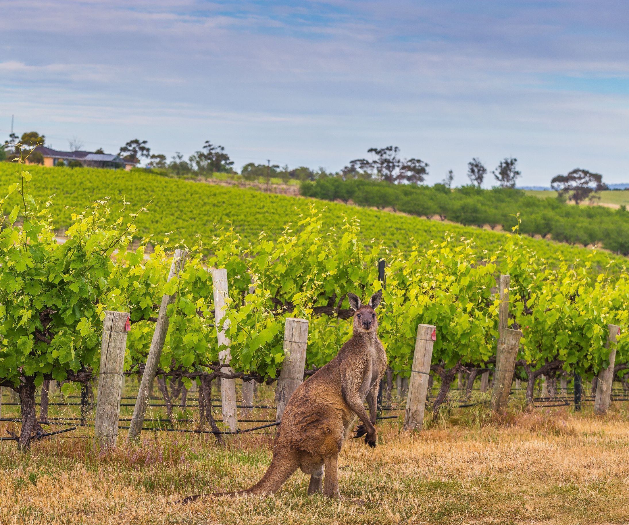 McLaren Vale, Fleurieu Peninsula