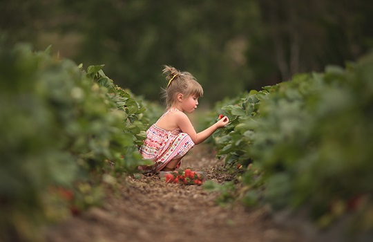 Beerenberg, Adelaide Hills