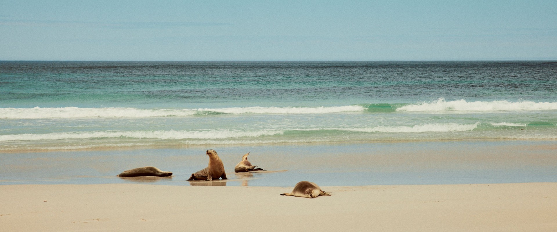 Kangaroo Island 1920X800px