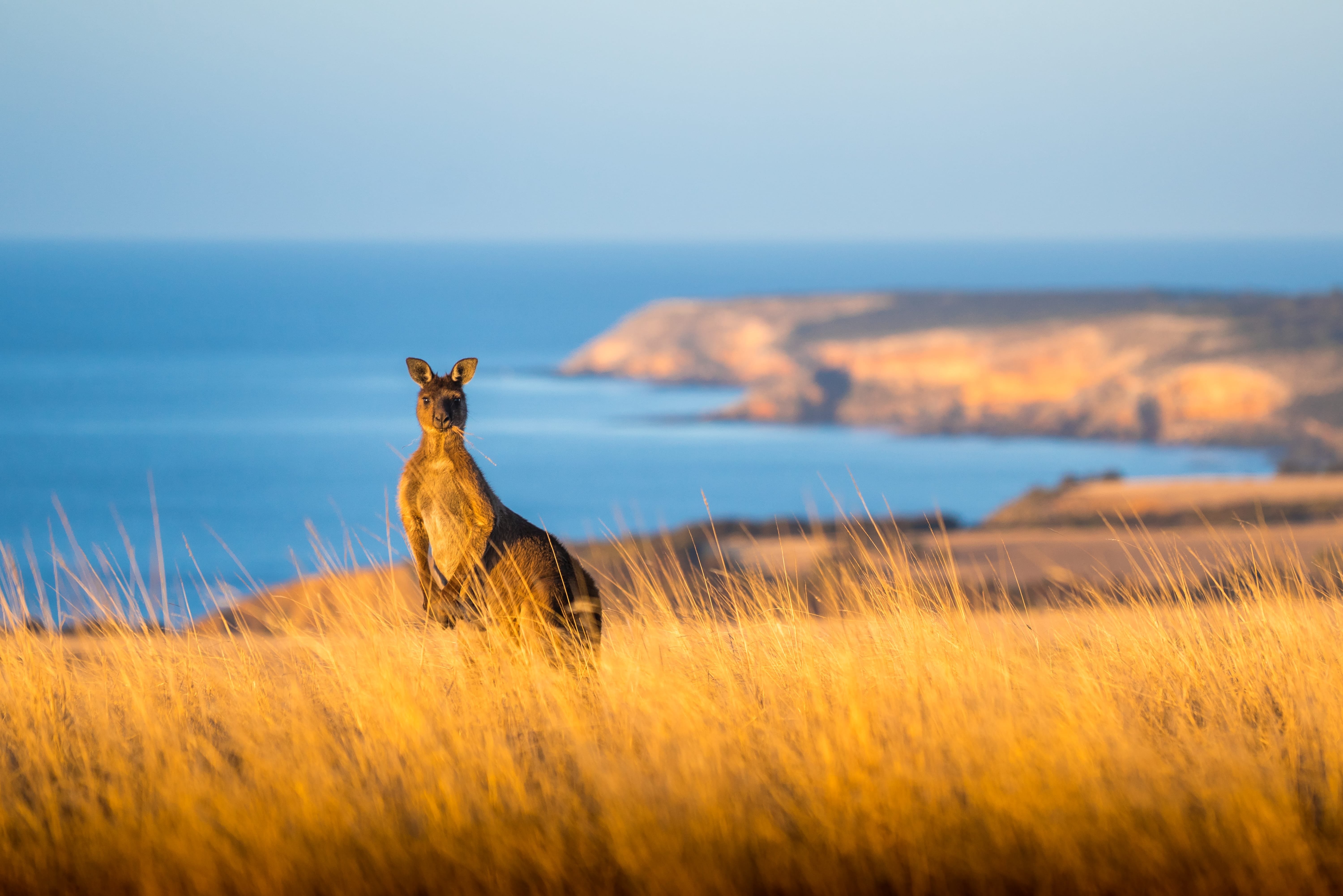 Australia's Ultimate Safari