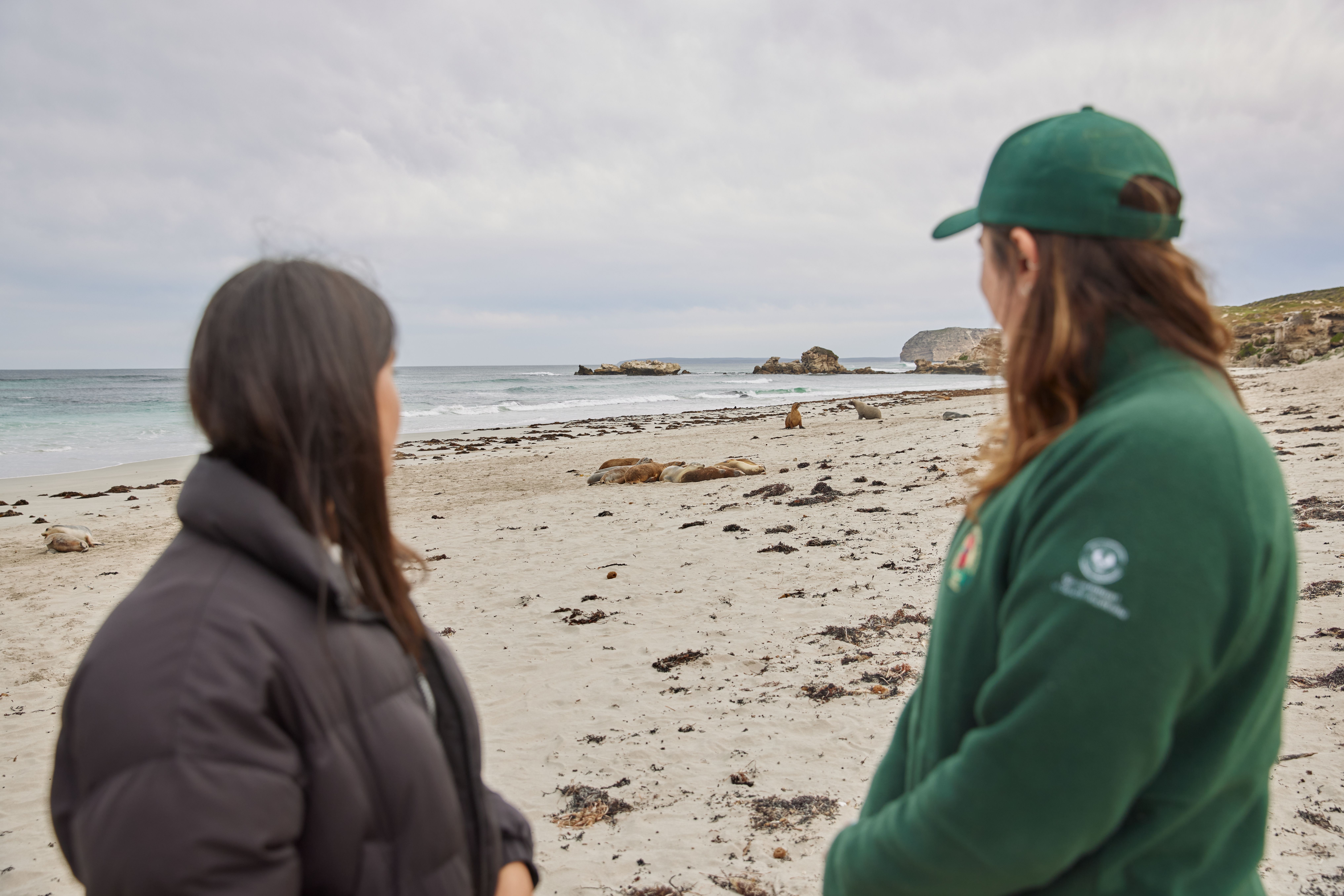 Visitor having a guided tours with a national park ranger on the beach at Seal Bay on Kangaroo Island