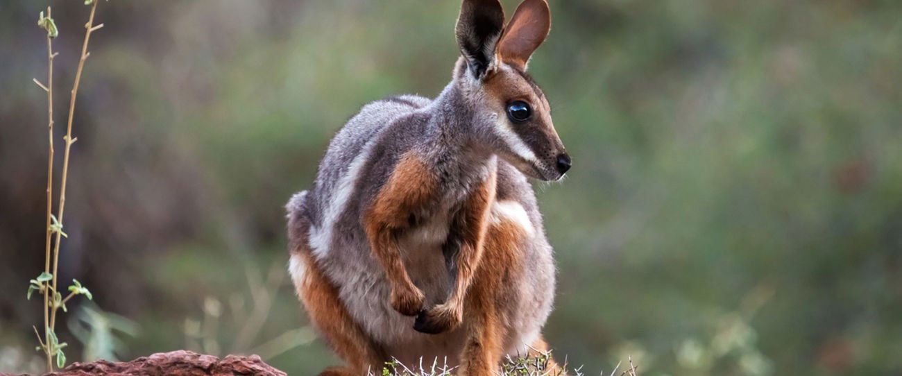 Arkaroola Wilderness Sanctuary, Flinders Ranges and Outback