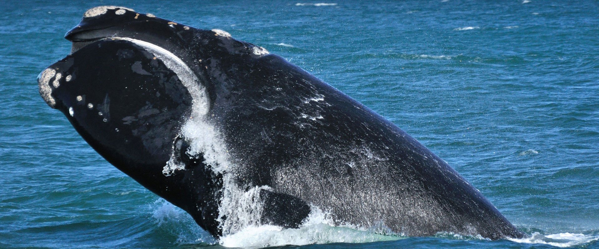 Японский гладкий кит фото