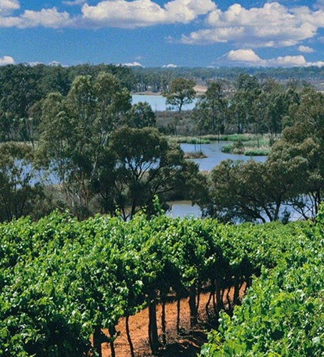 Wineries and cellar doors in the Riverland and Murray River, Lakes and Coorong