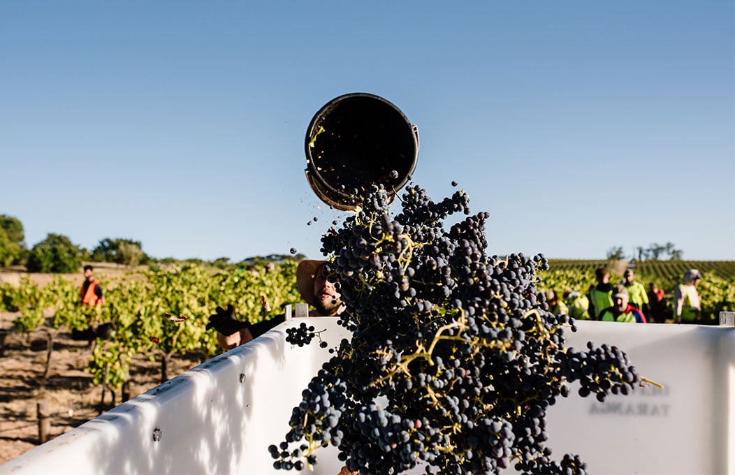 Freshly picked grapes are poured into a large container during harvest time at Oliver's Teranga 