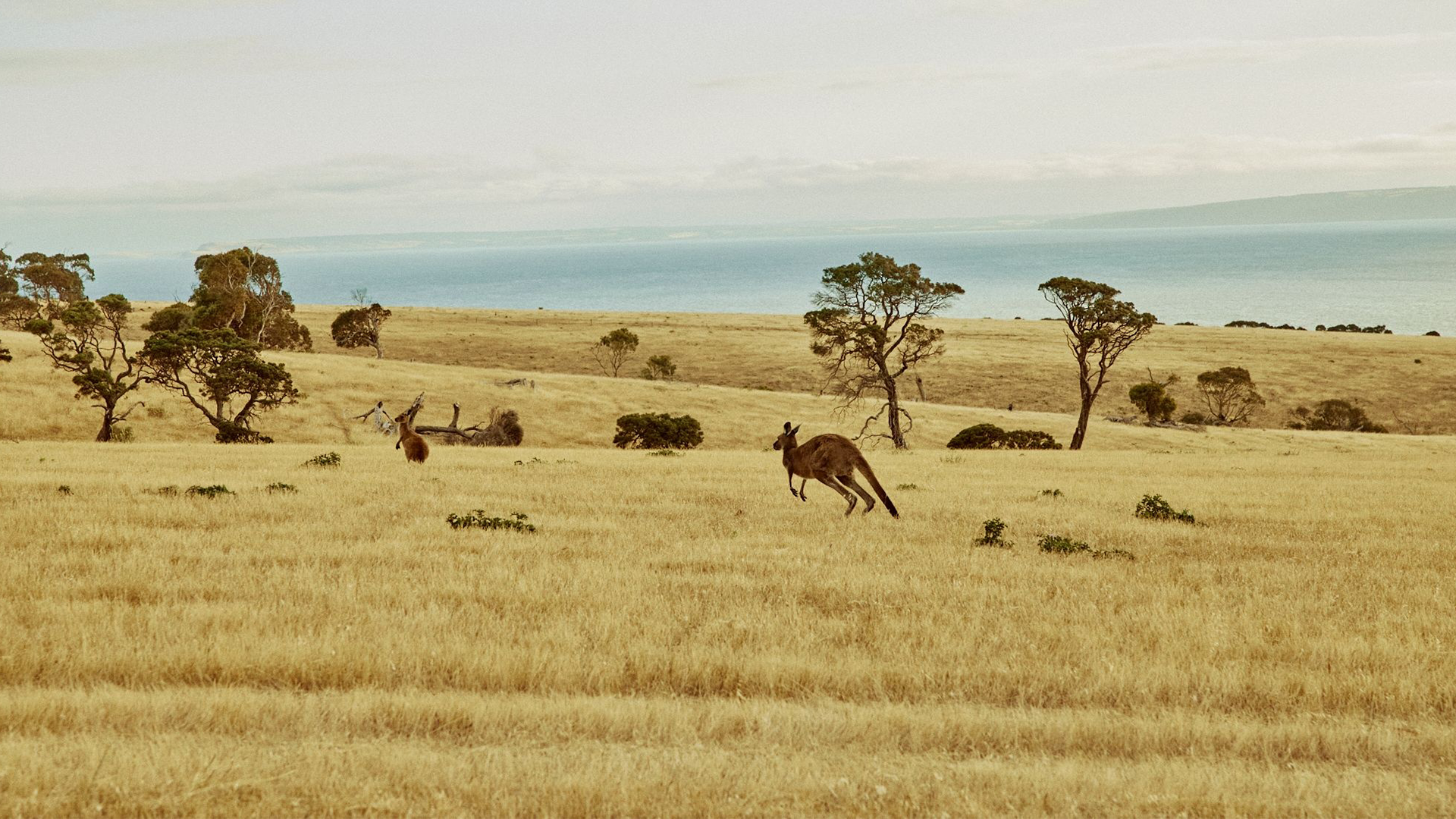 Port Willunga, Fleurieu Peninsula