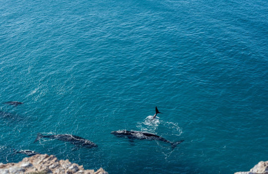whale-eyre-peninsula