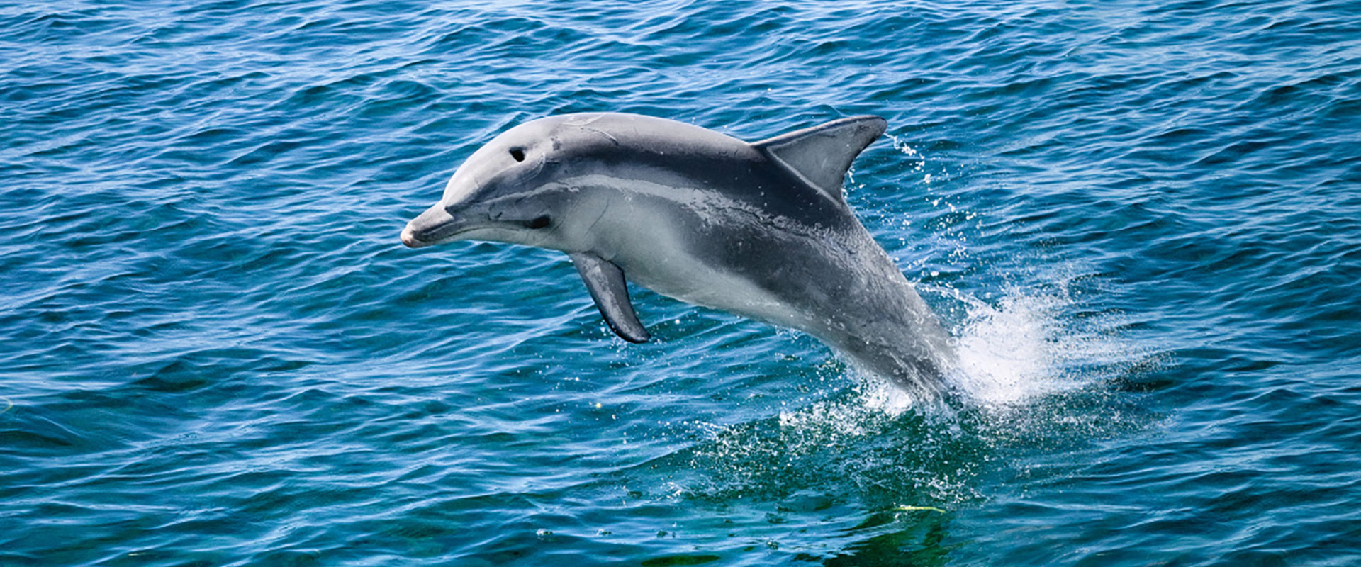 Swim with Dolphins, Kangaroo Island 