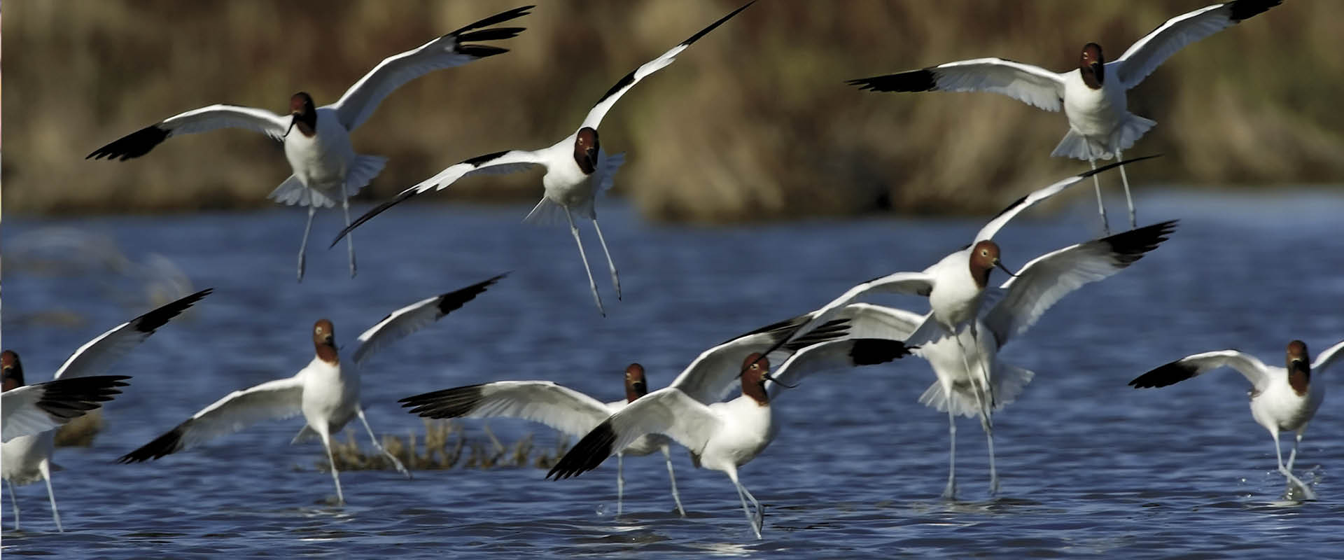 Red-necked Avocets, Coorong National Park