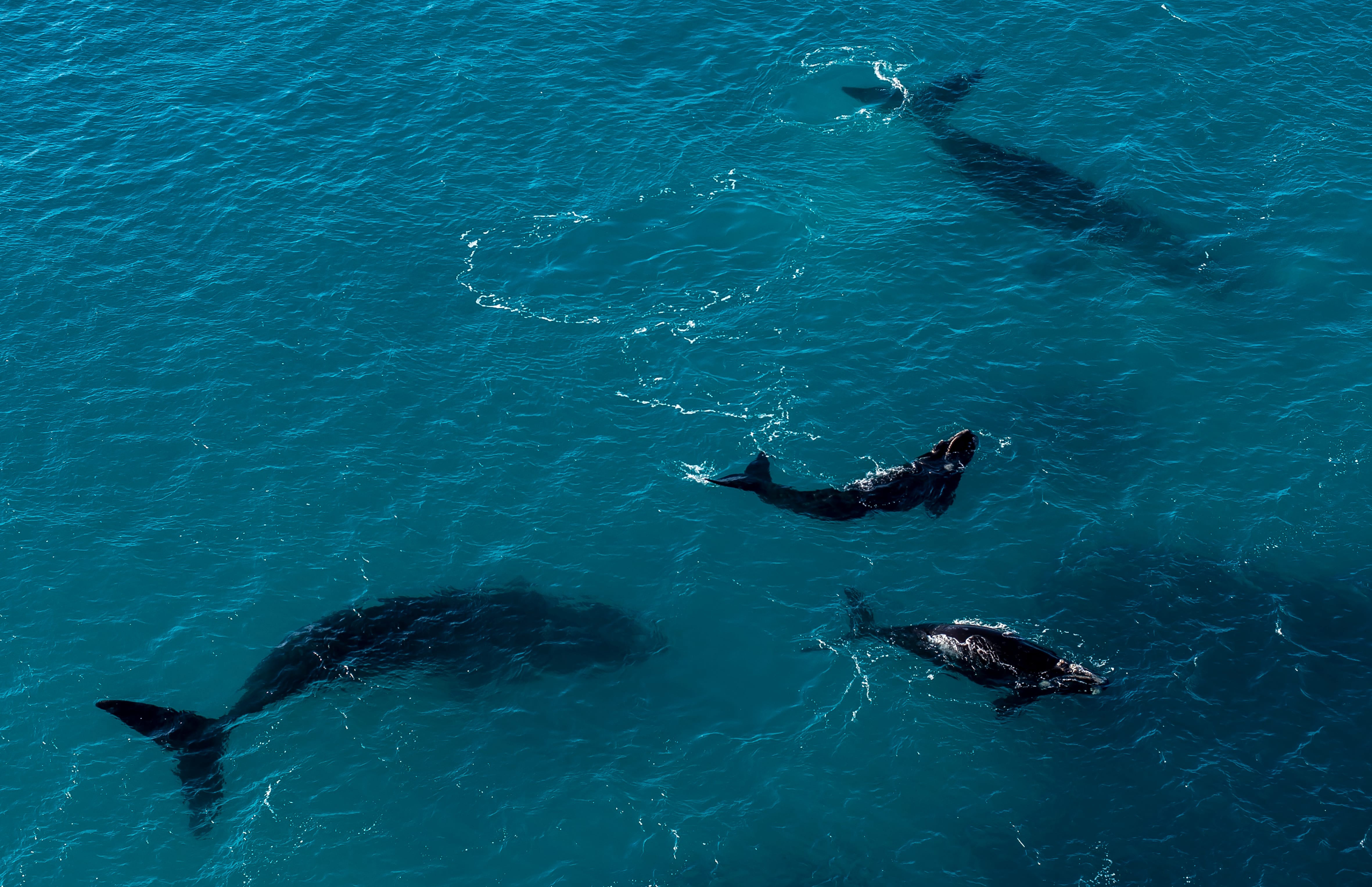 Winter Whale Watching