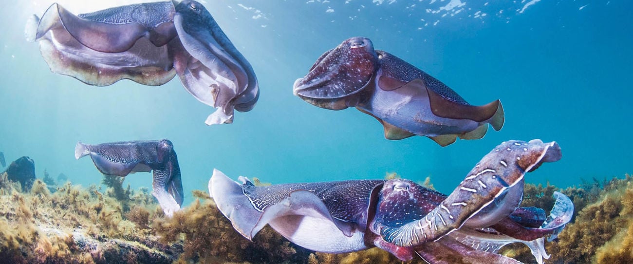 Swim with cuttlefish, Eyre Peninsula
