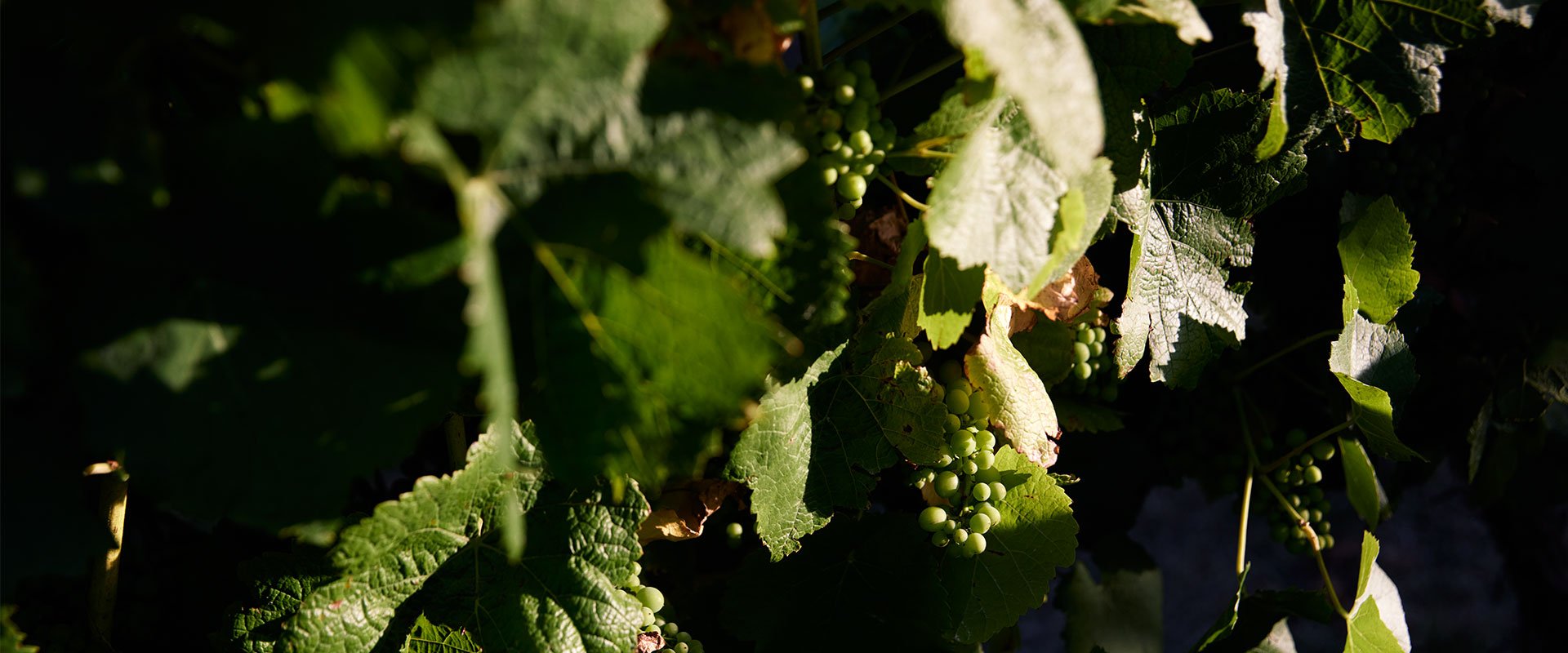 Grapes Wine 1920X800