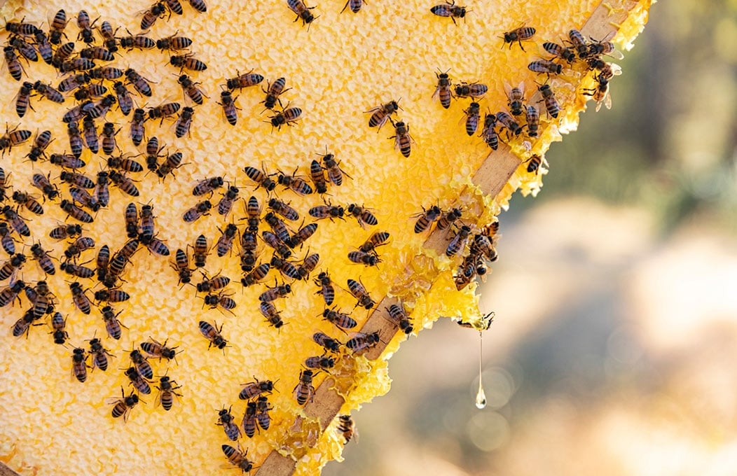 Sweet honey drips from a rich honeycomb slab, whilst the bees sit tight, clung to the edges