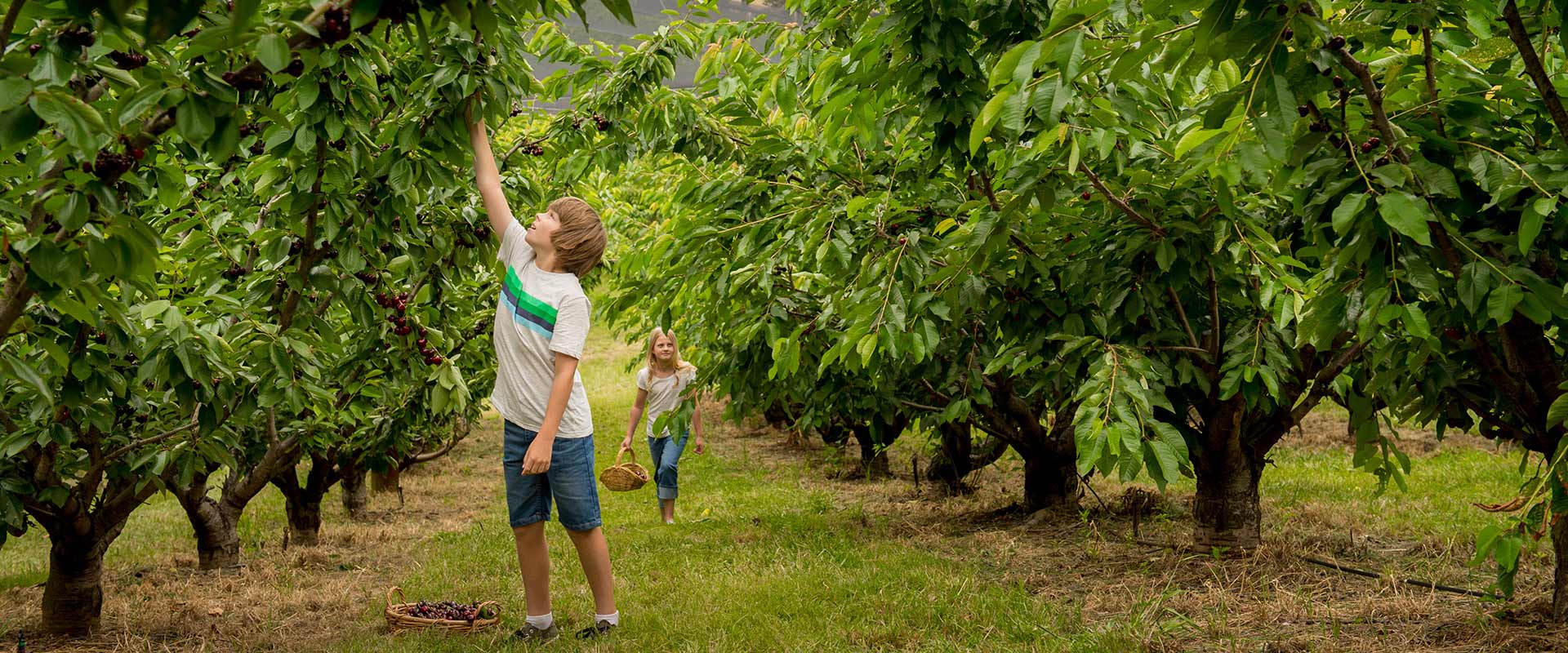 Our Guide To Fruit Picking In South Australia Sa Tourism Sout